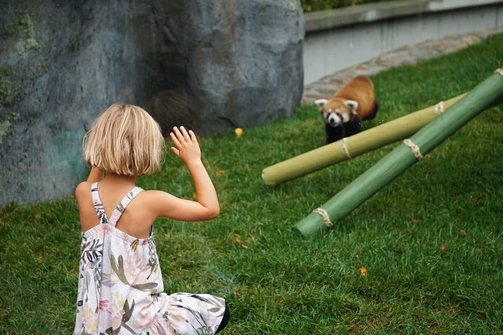 Red panda at the Franklin Park Zoo's new children's zoo. (Courtesy Zoo New England / Roisin Morgan)