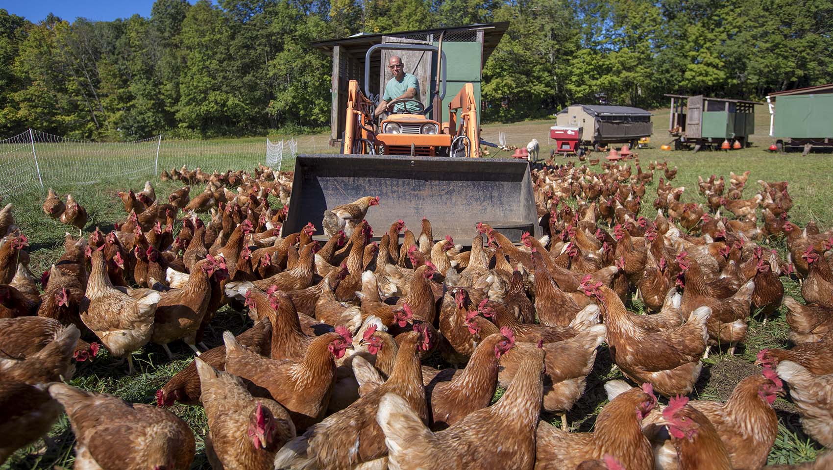 Chickens swarm farmer Pete Lowy, of Codman Farms in Lincoln, as he uses a tractor to move a chicken house. (Jesse Costa/WBUR)