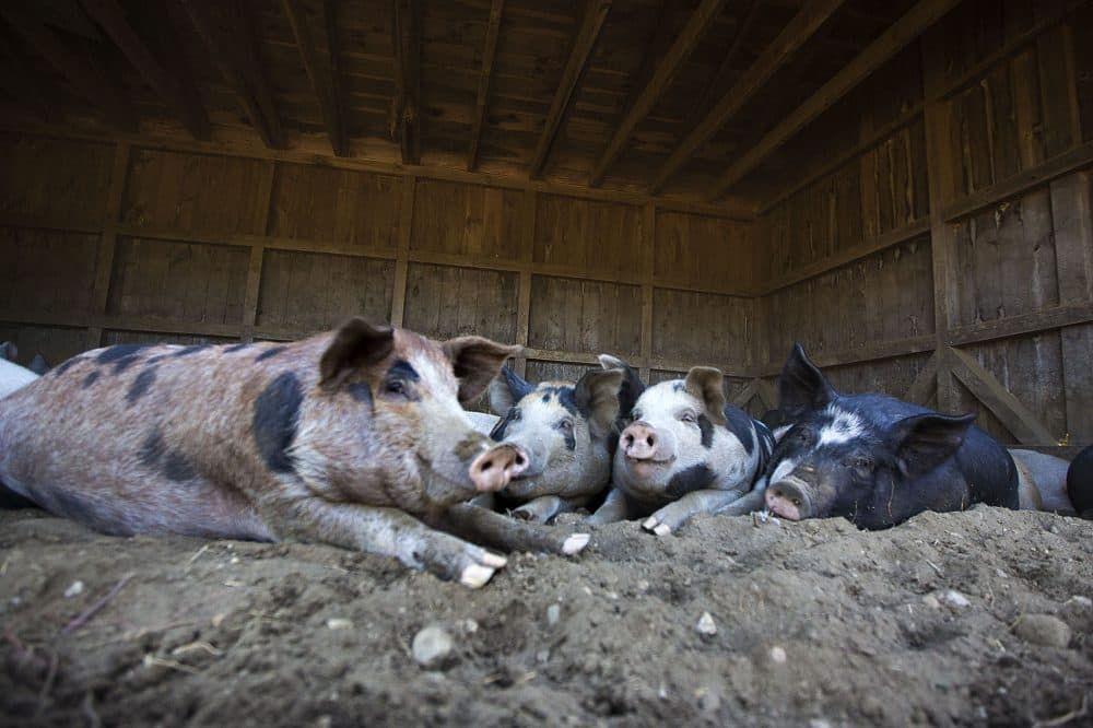 Pigs raised on pasture at the Codman Community Farms in Lincoln (Jesse Costa/WBUR)