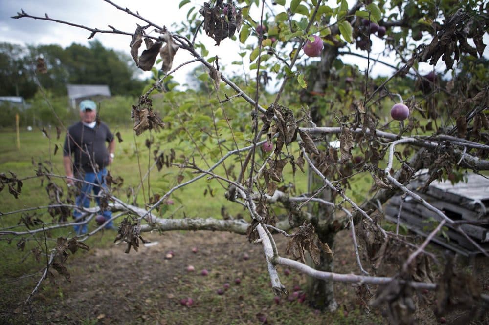 Because of drought conditions this summer only a few apples grow on this branch at Dartmouth Orchards. (Jesse Costa/WBUR)