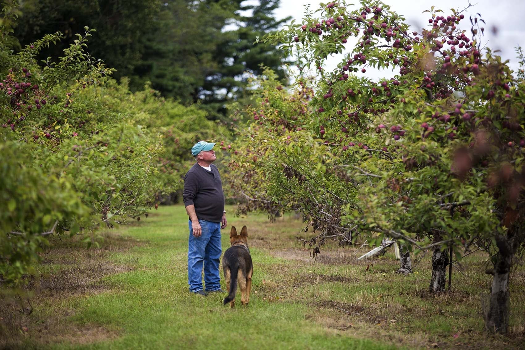 With his dog Nala, Dartmouth Orchards owner Brian Medeiros examines the apple trees affected by this summer's drought. (Jesse Costa/WBUR)