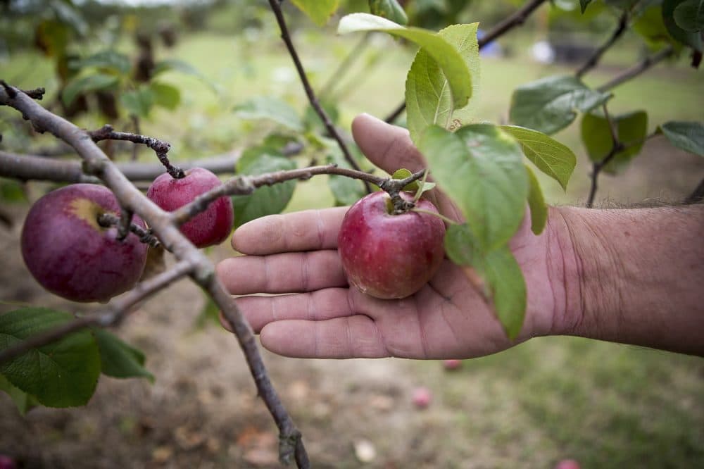 Brian Medeiros decided not to do &quot;Pick Your Own&quot; this year due to the small size of many of the apples grown at Dartmouth Orchards. (Jesse Costa/WBUR)