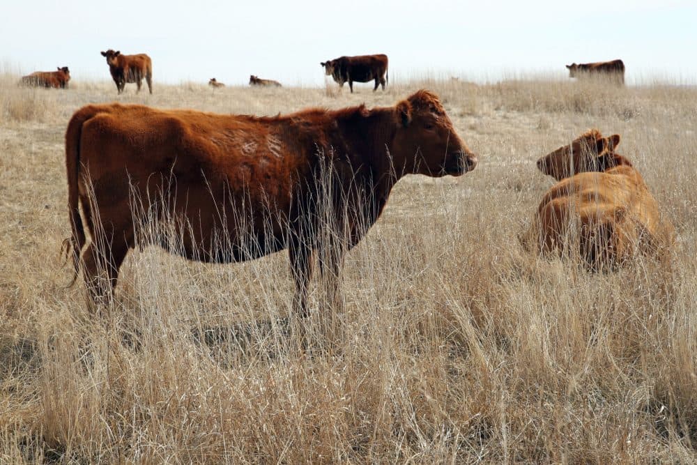 In this March 25, 2014 photo Red Angus cattle graze on native Big Bluestem grass at Daybreak Ranch near Highmore in central South Dakota. The main enterprise is a cow-calf operation on restored and native grasslands that make up a majority of the 8,000 acres at Daybreak. The habitat they provide supports clouds of pheasants, trophy bucks and other wildlife populations _ so abundant that they branched out into hosting hunters from across the country as a sideline. (AP Photo/Eric Landwehr)