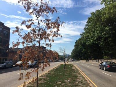 Study: Northeastern U.S. Has Widest Tree Cover Disparities In The Country