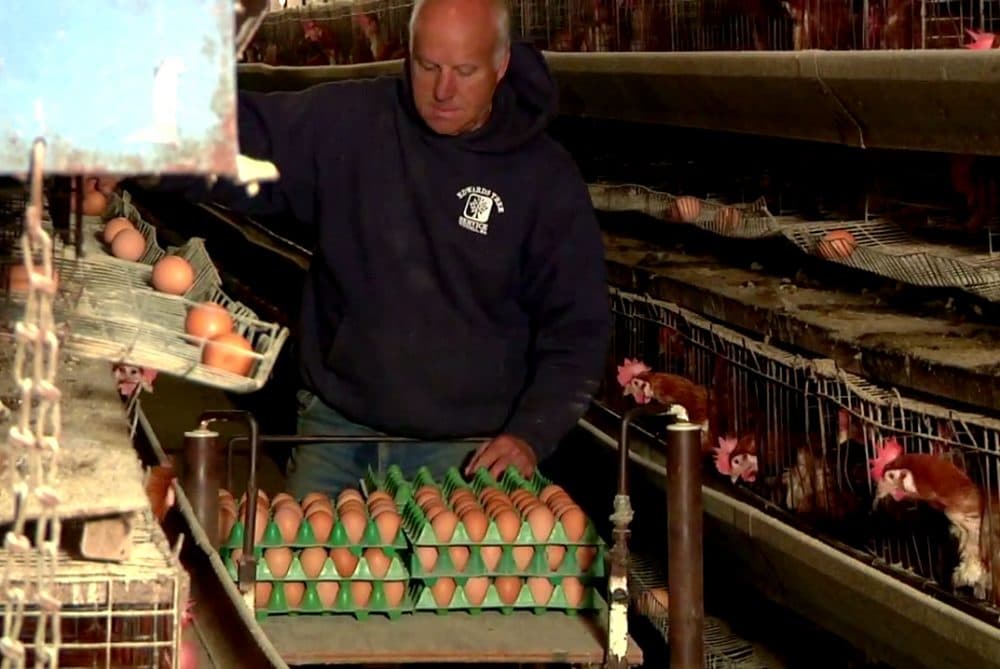 Pete Diemand collects eggs in a video produced by Diemand Farm -- the only farm in the state that houses egg-laying chickens in wire cages. (Video screenshot courtesy of Diemand Farms)