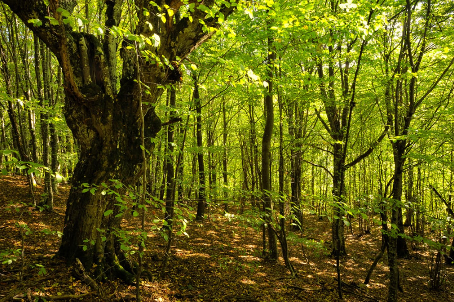 Истории в природе. Леса 16 метров. Temperate Forest. Арабский лес картинка. Covert Tree.