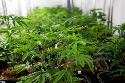 Leading Psychosis Expert To His Students: To Avoid Risk, Hold Off On Pot Til 30