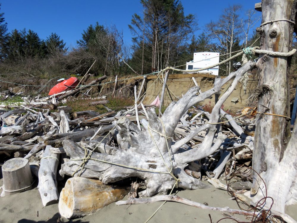 People have tied together driftwood and stumps as a makeshift defense to armor the base of the low bank. (Tom Banse/Northwest News Network)