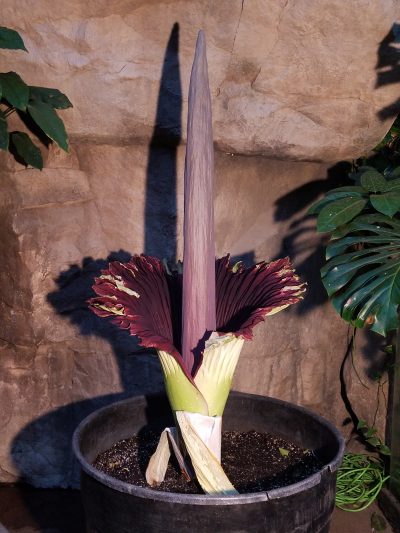 Pugsley, the corpse flower now in bloom at the Franklin Park Zoo. (Courtesy Franklin Park Zoo)