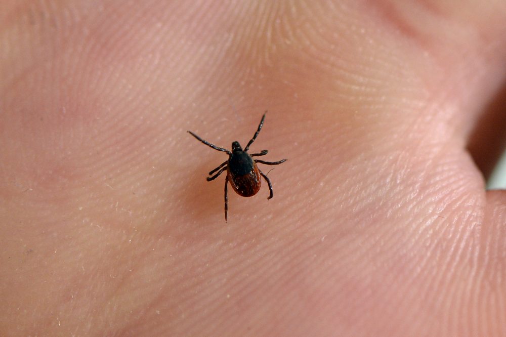 A tick, whose bite can transmit Lyme disease. (Bertrand Guay/AFP/Getty Images)