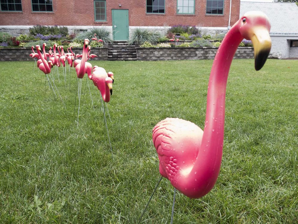 A parade of plastic pink flamingos in front of the Fitchburg Art Museum. (Andrea Shea/WBUR)