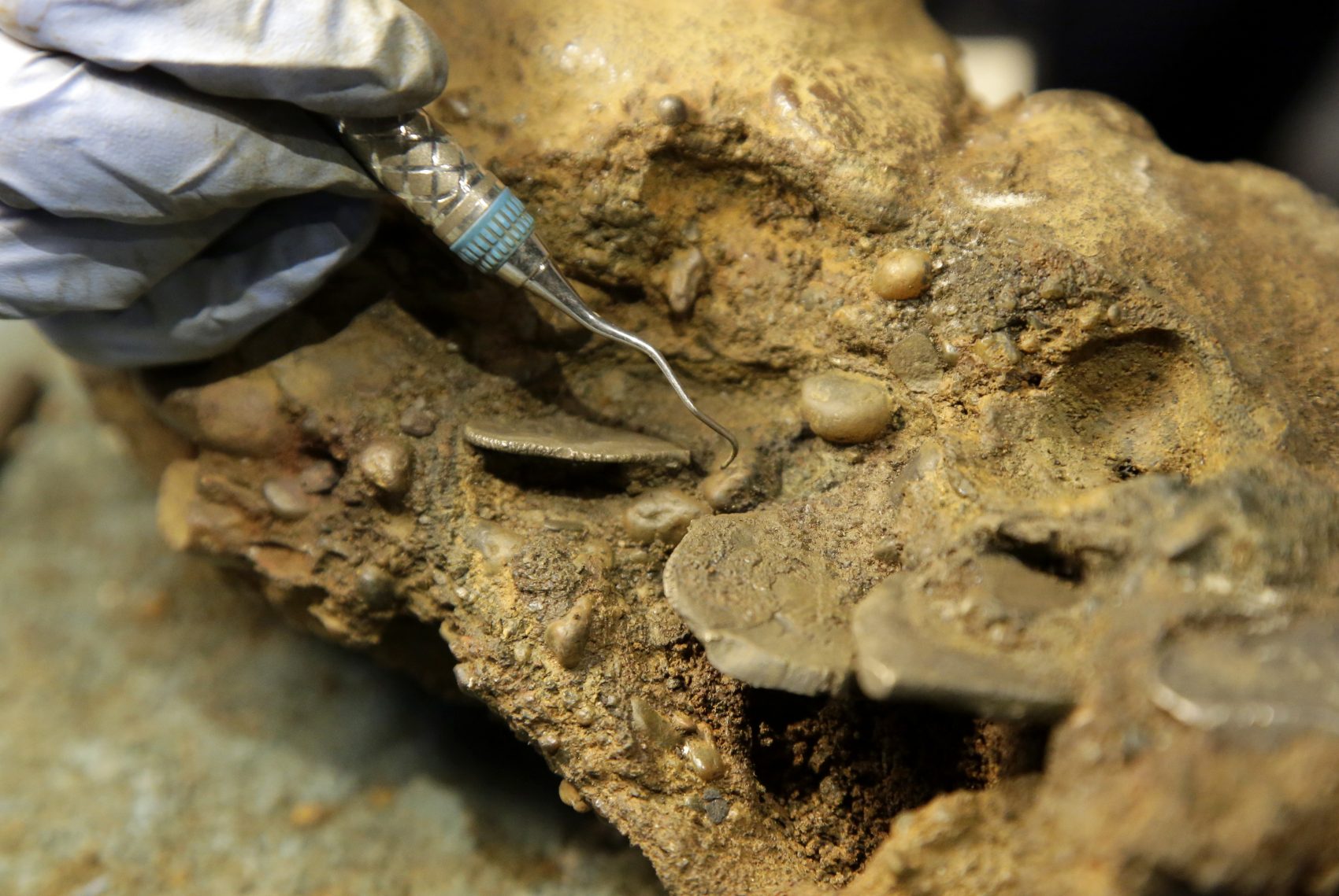 Archaeologist Marie Kesten Zahn works to remove silver coins from a concretion recovered from the wreckage of the pirate ship Whydah Gally at the Whydah Pirate Museum, in Yarmouth. (Steven Senne/AP)
