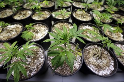 Mass. Votes To Legalize Recreational Marijuana