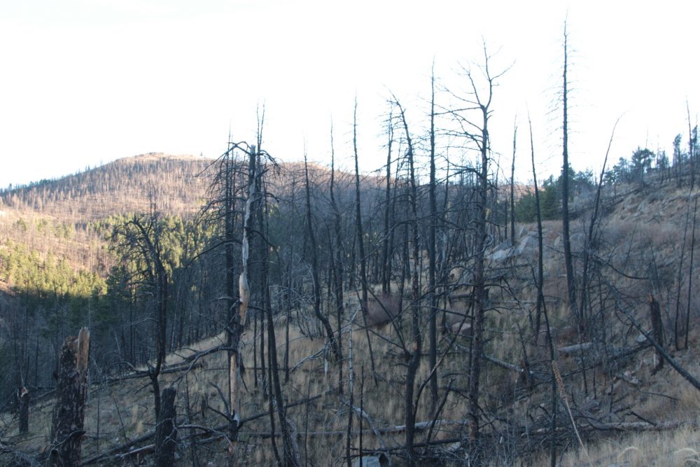 Charred trees cover the foothills of Colorado's Front Range outside of Boulder. In 2010, about 6,200 acres and 168 homes were destroyed here in the Fourmile Canyon fire. (Dean Russell/Here &amp; Now)