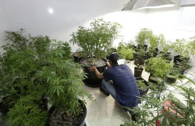 The Potential Environmental Consequences Of Legalizing Pot In Massachusetts