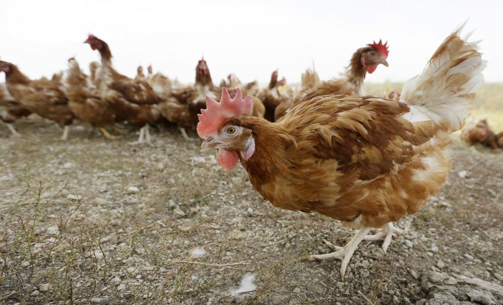 We strongly support the animal welfare objectives of Question 3, write William A. Masters and Jennifer Hashley, but the more we learn about the measure, the more harmful we find its unintended consequences are likely to be. Pictured: Cage-free chickens walk in a fenced pasture at an organic farm near Waukon, Iowa. (Charlie Neibergall/AP)