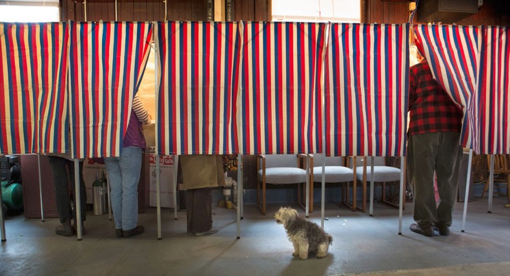 We like reusing this photo of a dog at a Massachusetts polling place. (Jesse Costa/WBUR)