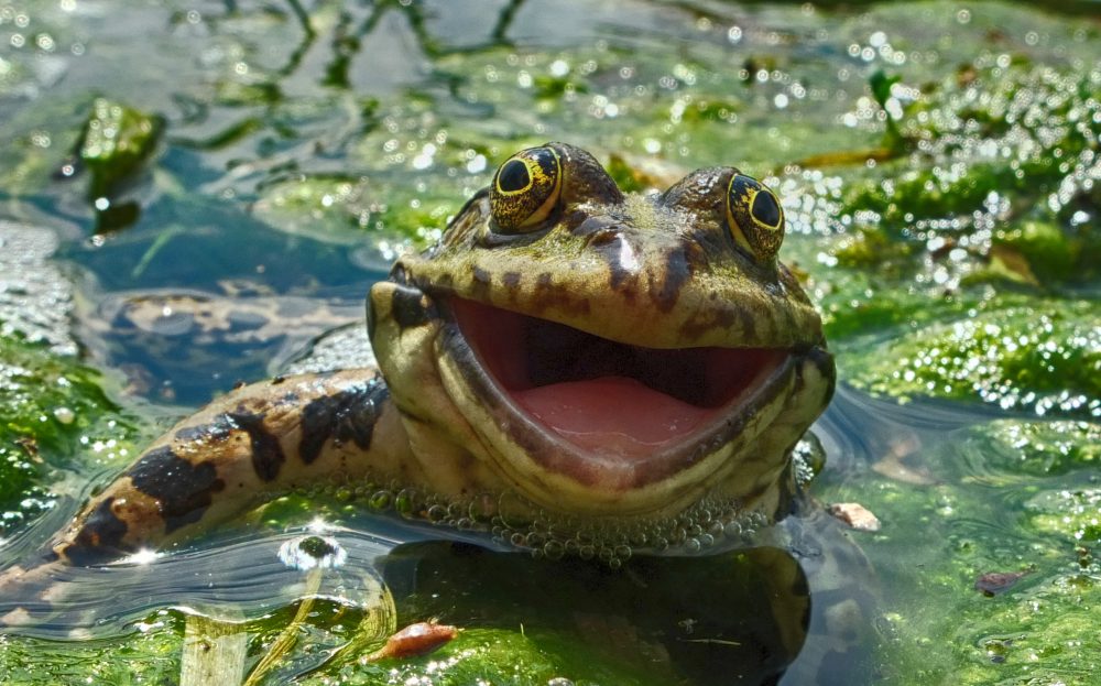 This photograph of a cheery frog is among the 40 finalists for this year’s Comedy Wildlife Photography Awards. The contest received about 2,200 entries from 75 countries. (Artyom Krivoshee via Comedy Wildlife Photography Awards)