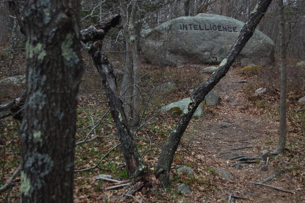 &quot;Intelligence&quot; boulder in Gloucester's Dogtown woods. (Greg Cook/WBUR)