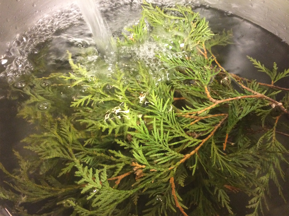 Cedar boughs, which are used to prepare Sherman's cedar-maple tea. (Courtesy The Sioux Chef)