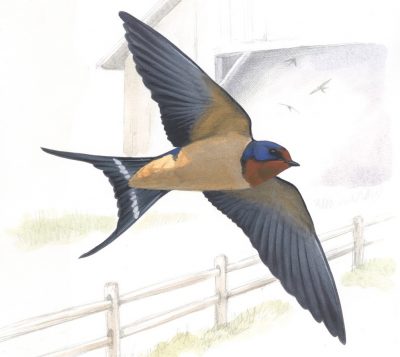 Barn Swallow (Courtesy, David Allen Sibley)
