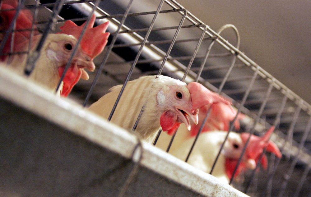 What unites us all, writes Stephanie Harris, is the belief that all animals, including farm animals, deserve protection from cruelty. Pictured: Chickens huddle in their cages at an egg processing plant at the Dwight Bell Farm in Atwater, Calif. If passed, Question 3 would prohibit the sale in Massachusetts of eggs and meat from farms that keep chickens, veal calves and breeding pigs in pens or cages that are too small for the animal to move comfortably. (Marcio Jose Sanchez/AP)