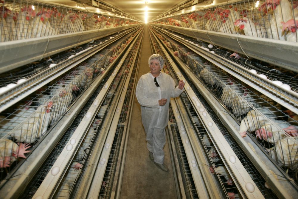 An egg processing plant at the Dwight Bell Farm in Atwater, Calif. (Marcio Jose Sanchez/AP)
