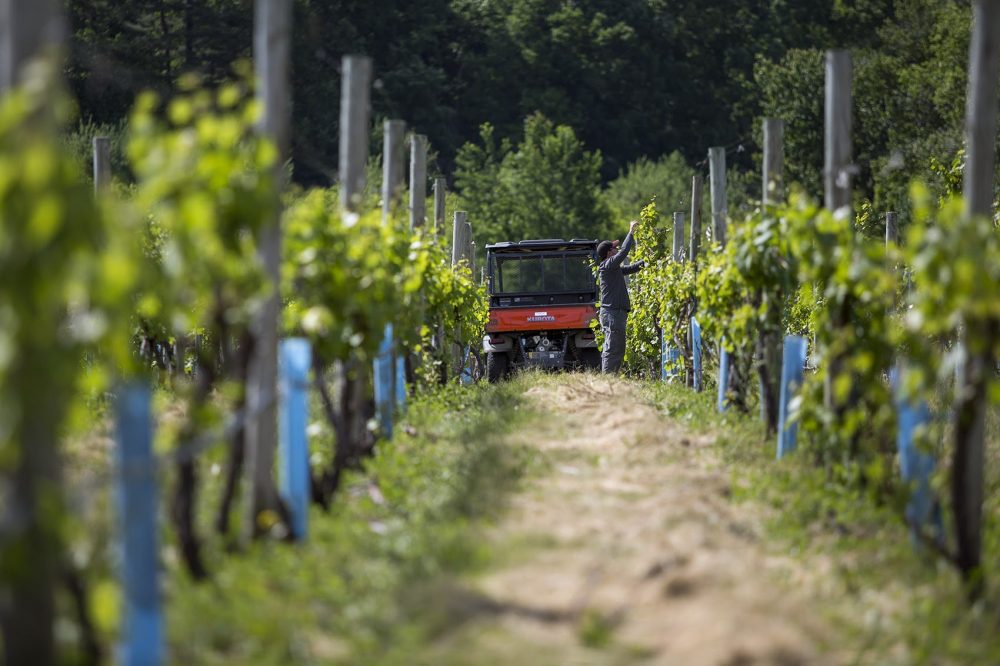 Dan Ramsey, an intern from UMass Amherst, tying up grapvines in the vineyard at Nashoba Winery in Bolton. (Jesse Costa/WBUR)