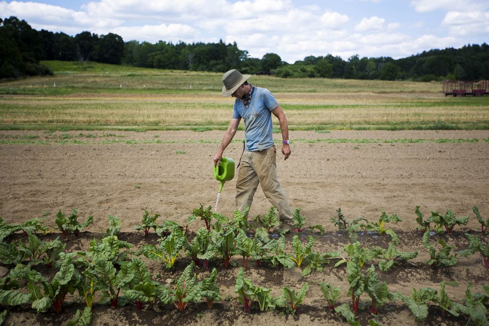 Drumlin Farm crop manager Matt Celona hand waters a row of Swiss Chard. (Jesse Costa/WBUR)