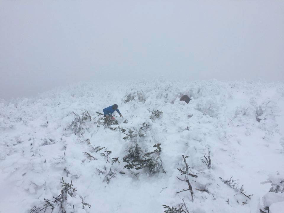 Searchers faced nearly impossible terrain breaking trail through krumholz near the top of Algonquin. (Courtesy NYS DEC)