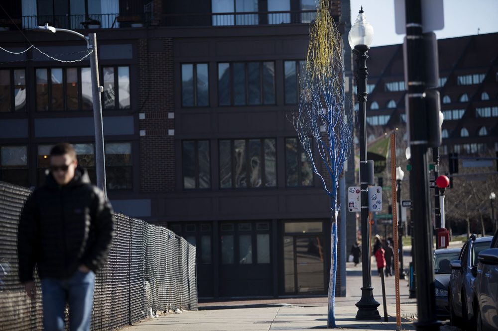 Nate Swain's painted dead trees along Cross Street at Fulton Street in downtown Boston. Jesse Costa/WBUR)