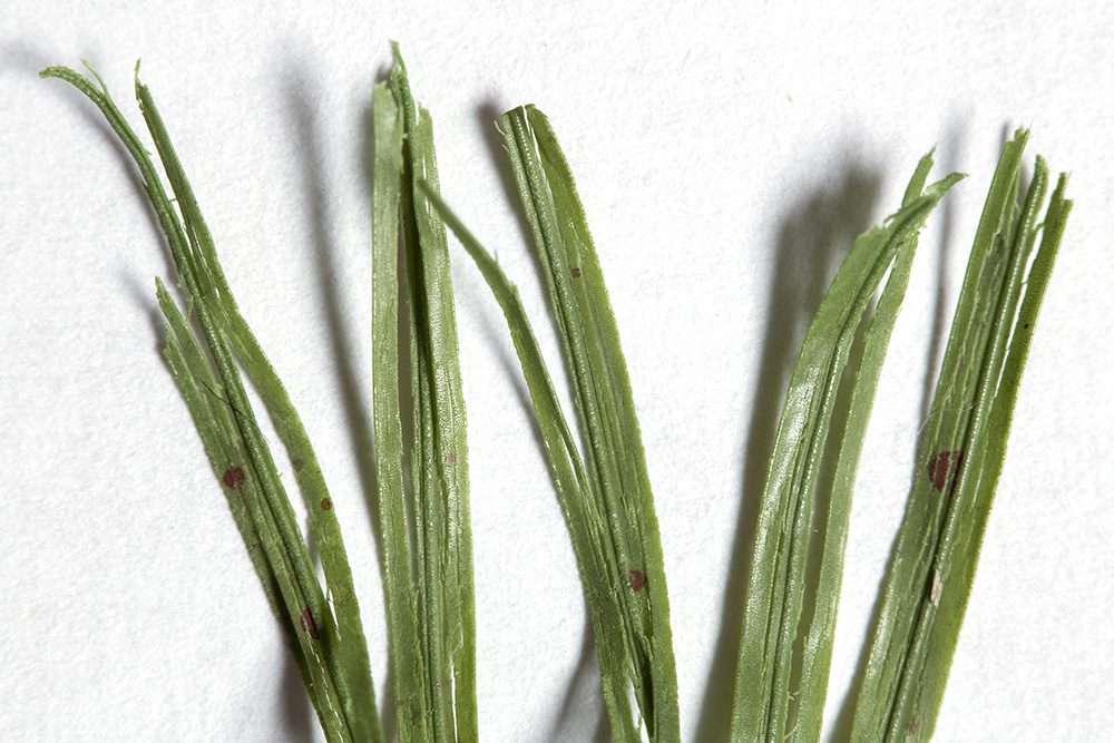 FieldTurf Duraspine artificial grass fibers show cracking and fibrillation — indicators of premature deterioration. (Andrew Maclean / NJ Advance Media)