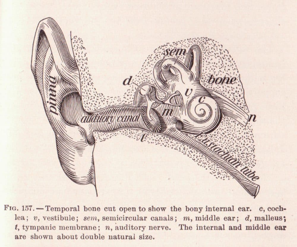From the book &quot;The Human Body and Health&quot; by Alvin Davison, 1908. (Public Domain)