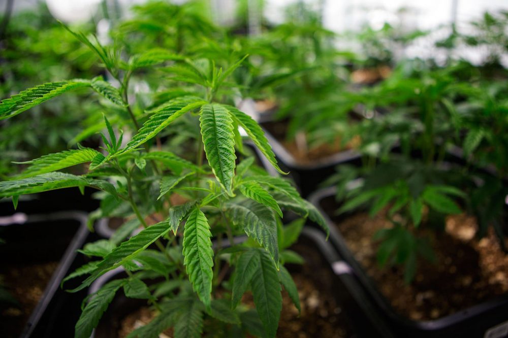 So-called &quot;economic empowerment applicants&quot; for marijuana licenses say they face obstacles in applying and negotiating with cities and towns. (Jesse Costa/WBUR)