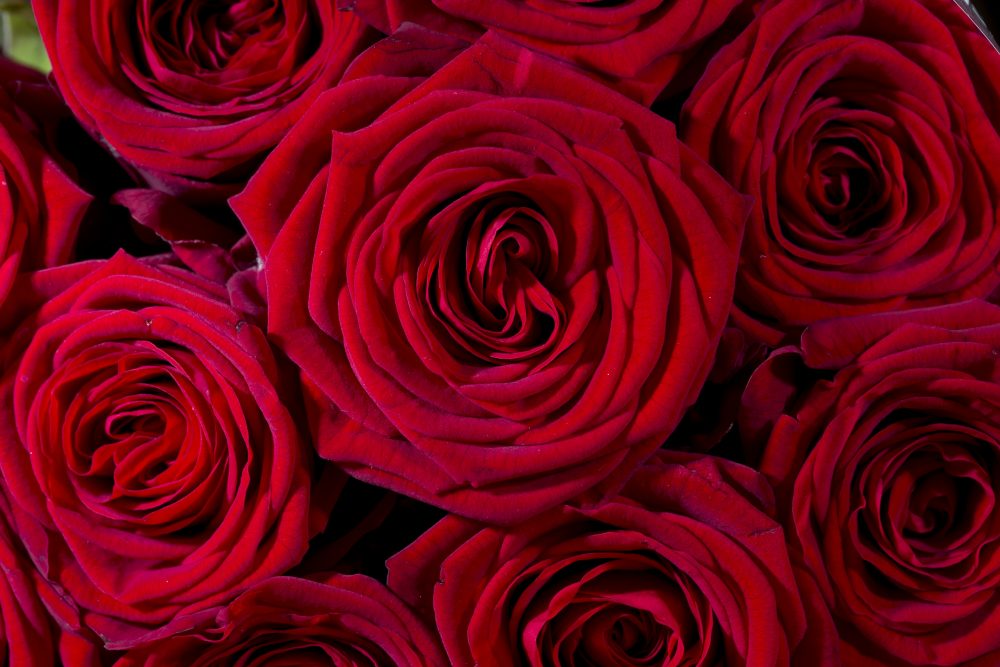 Most Valentine's Day flowers are grown far away and shipped a long distance before they end up in a vase. (Pixabay)