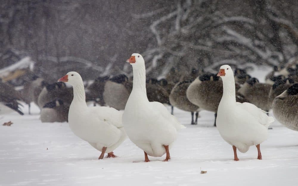 White geese walk through the snow near the BU Bridge. (Robin Lubbock/WBUR)