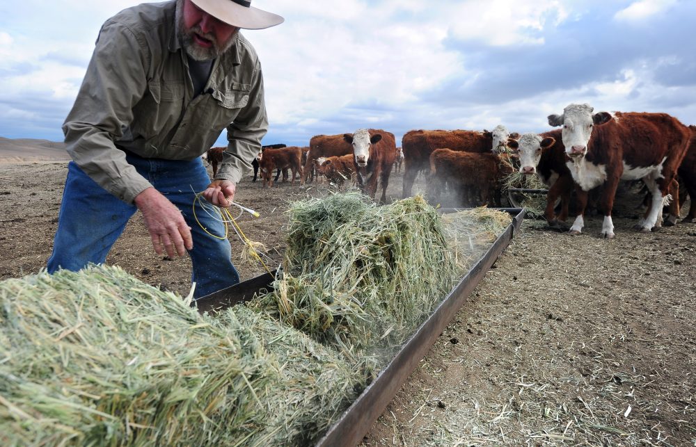 A California rancher delivers hay to feed his herd of beef cattle at a ranch on the outskirts of Delano, in California's Central Valley, in February 2014. (Frederic J. Brown/AFP/Getty Images)