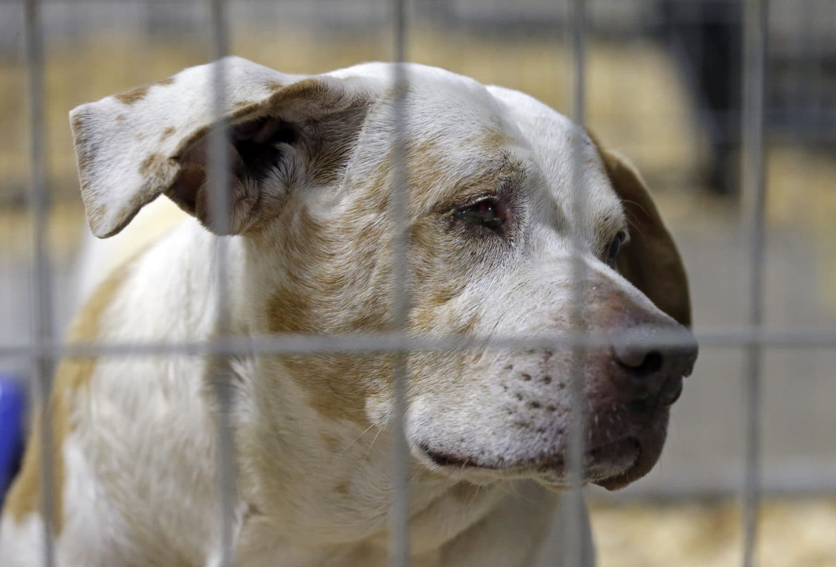 A rescued dog peers from within a kennel where hundreds of rescued animals are being kept for treatment about an hour southwest of Raleigh, N.C., Friday, Jan. 29, 2016. (Gerry Broome/AP)