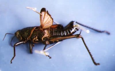 The Things We Do For Love: Dissecting, Collecting And Other New Frontiers Of Parenting