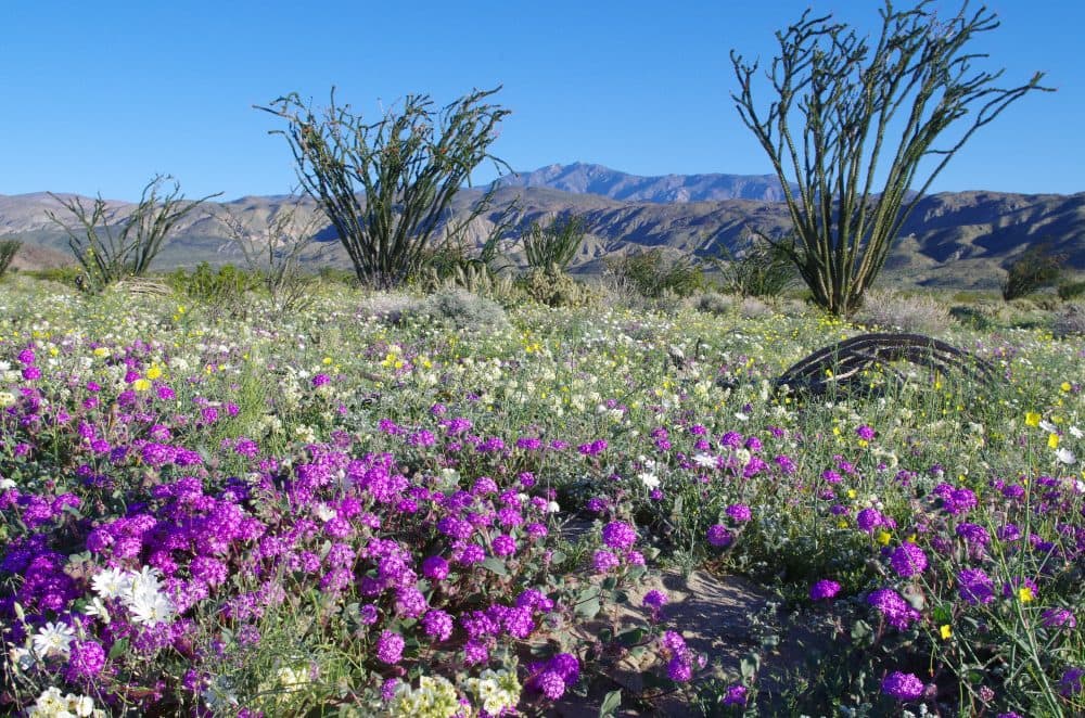 The &quot;super bloom&quot; at Anza-Borrego Desert State Park in San Diego County. (Courtesy Ranger Steve Bier)
