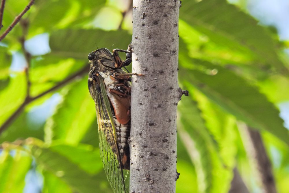 A cicada (Jin Kemoole/Flickr)