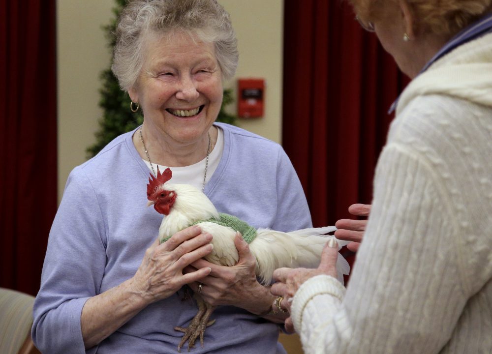 Barbara Stevens holds a rooster. A spokeswoman for the trust where the birds are kept says egg production has jumped noticeably since the the birds began wearing them. (Steven Senne/AP)