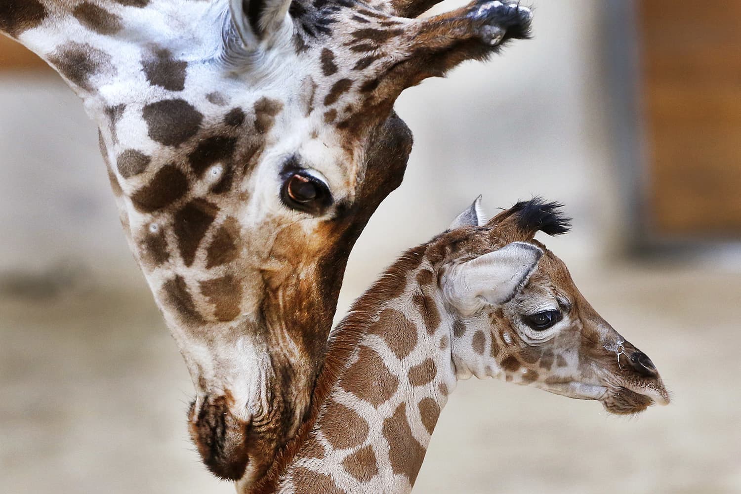 Three-days-old giraffe baby Kimara is touched by its mother Katharina during its first way out in the Opel zoo in Kronberg near Frankfurt, Germany. (Michael Probst/AP)