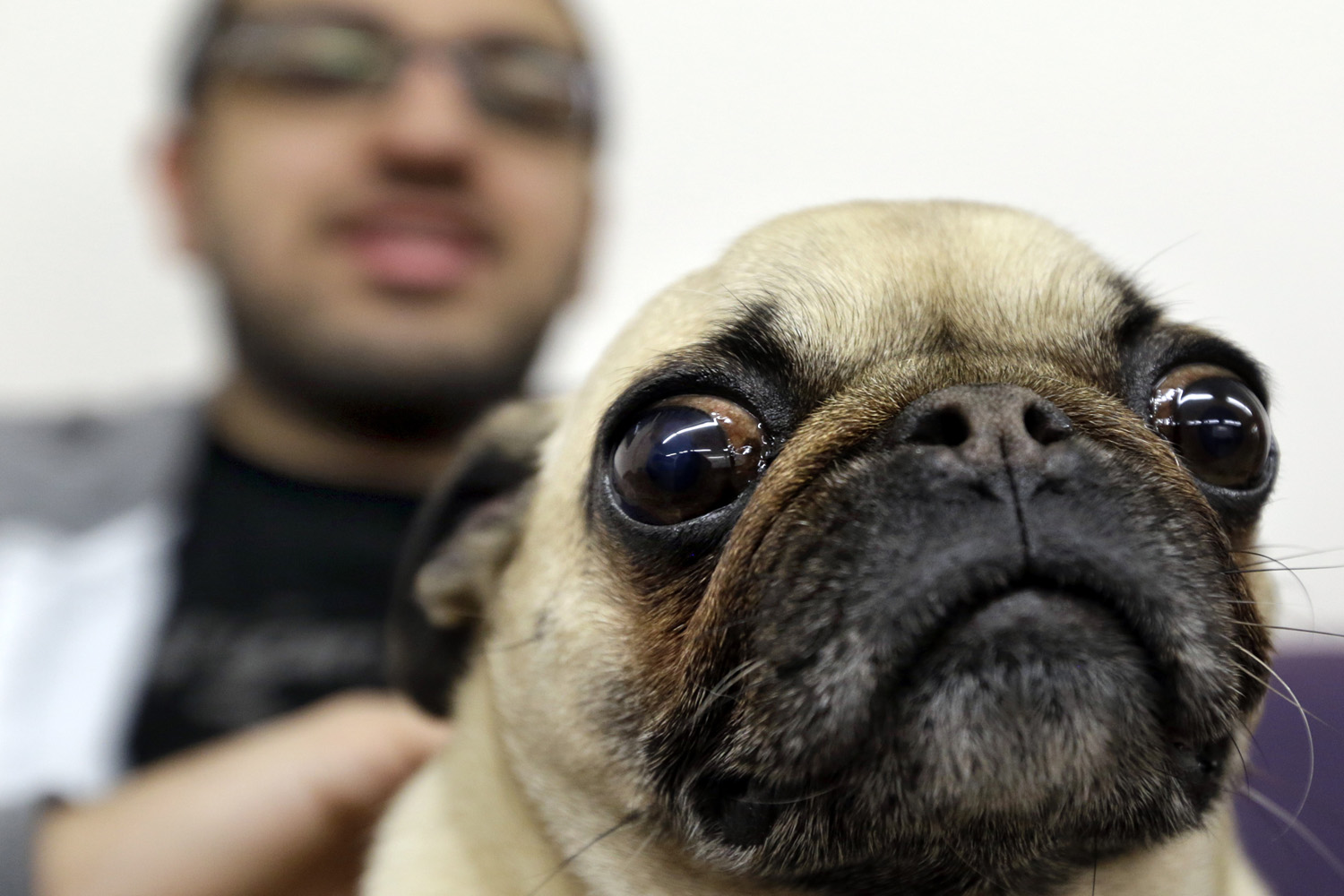 Student Kamran Mehta pets Angie, a certified therapy dog, at the University at Buffalo in Amherst, N.Y. (David Duprey/AP)