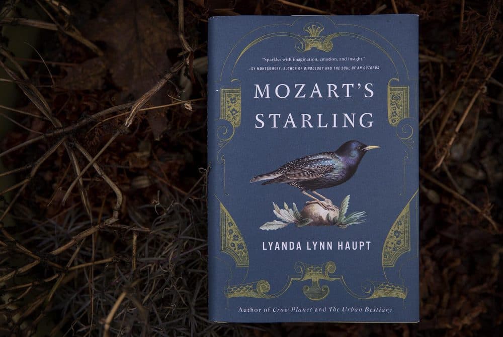 "Mozart's Starling," by Lyanda Lynn Haupt. (Robin Lubbock/WBUR)