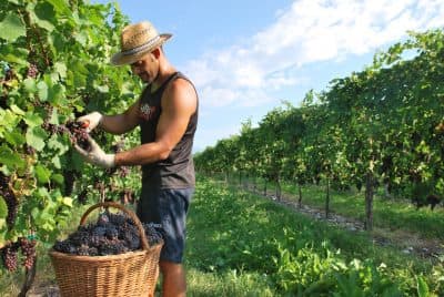 With Olympic Win, Italian Kayaker Takes Home A Gold Medal ... And A Vineyard