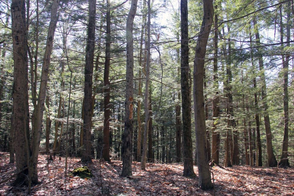 These approximately 150-year-old trees haven't been logged throughout the experiment, and the result is a rather uniform and homogeneous forest with fewer habitat niches. (Courtesy Kathleen Masterson/VPR)