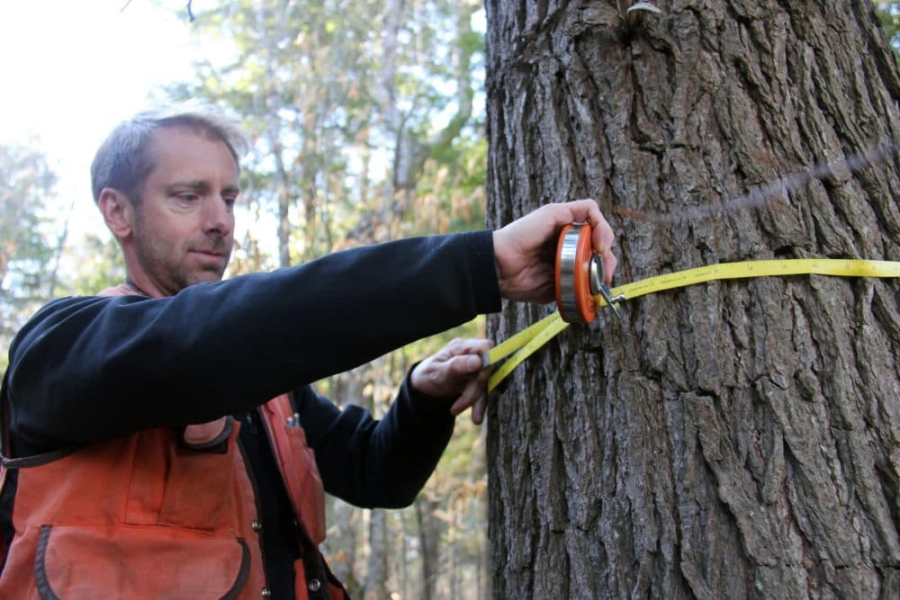 To calculate the amount of carbon stored in any given tree, researchers measure its circumference and height, and take into account its density. (Courtesy Kathleen Masterson/VPR)