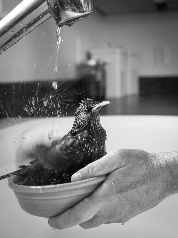 Lyanda Lynn Haupt's starling, Carmen, takes a bath. (Courtesy Little, Brown and Company)