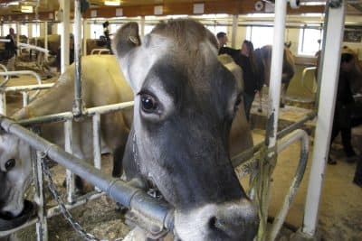 Big Worries In Vermont’s Dairy Industry